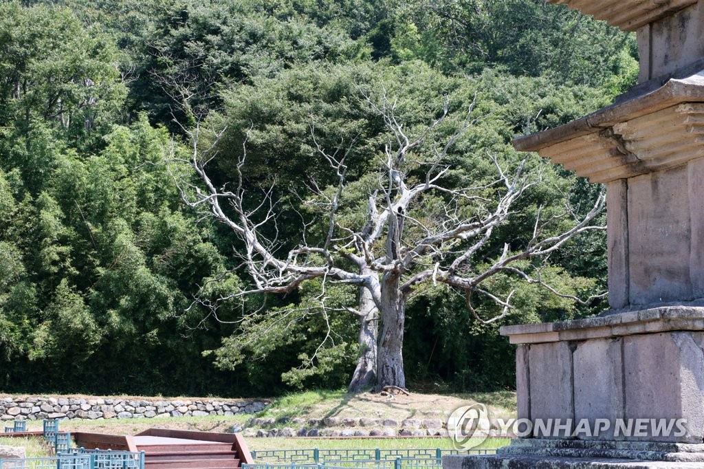 활력 잃은 느티나무