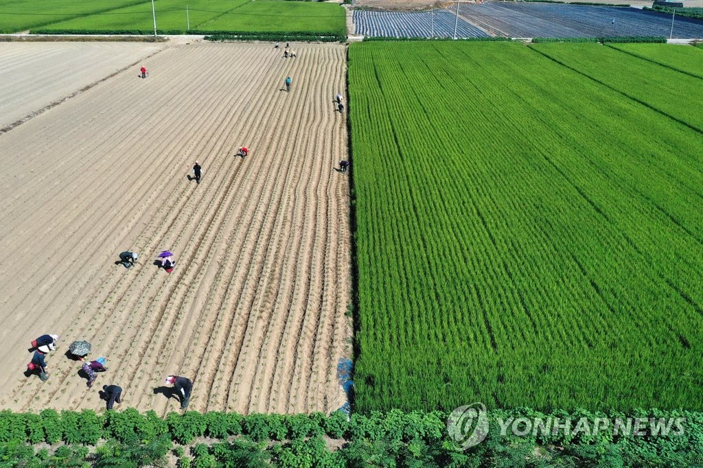뙤약볕 아래 배추 심는 농민들