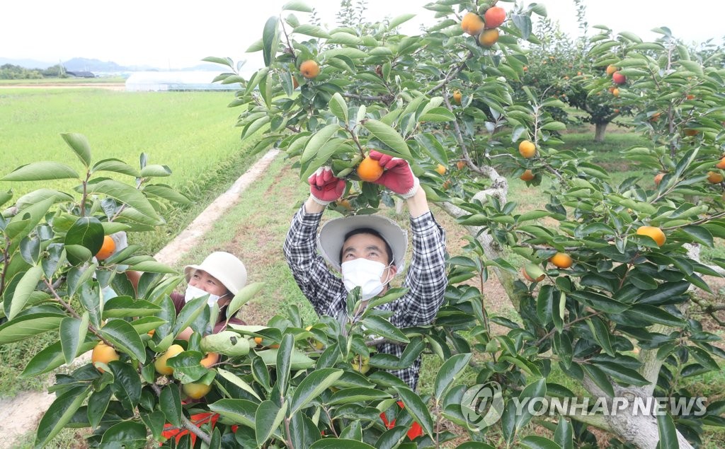 전국 생산량 1위 창원 단감…수확 분주