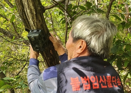 송이 불법채취 꼼짝마 산지 주민들 24시간 단속활동