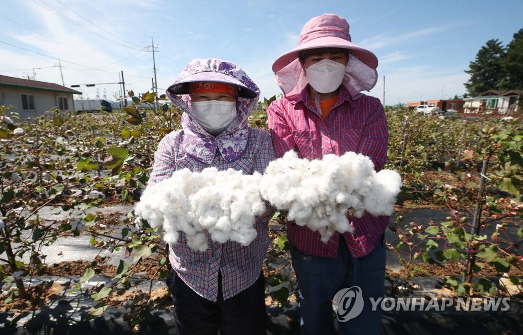 한아름 수확한 목화