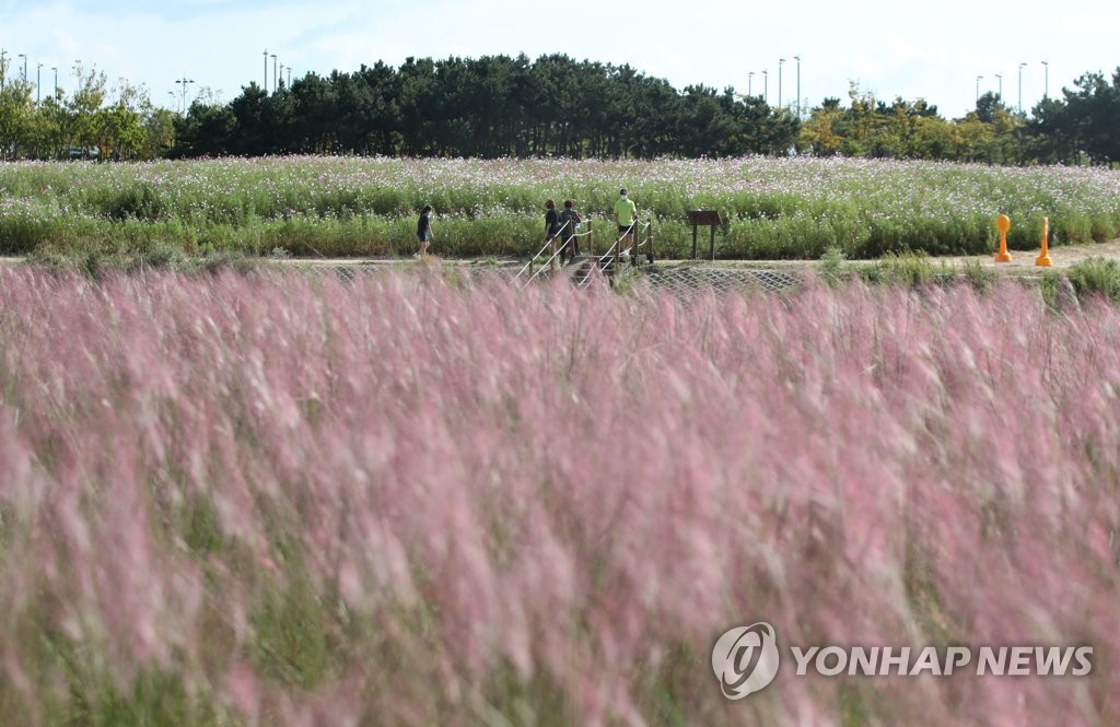 인천공항 하늘정원에 핀 핑크뮬리
