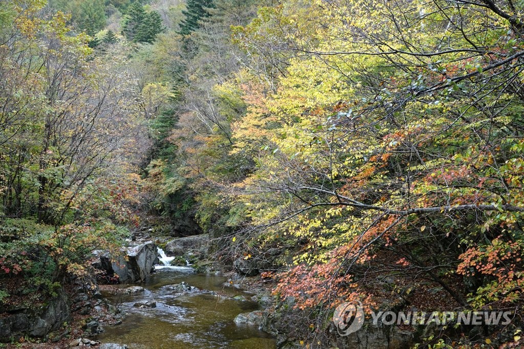 단풍이 물들기 시작한 오대산 월정사 계곡