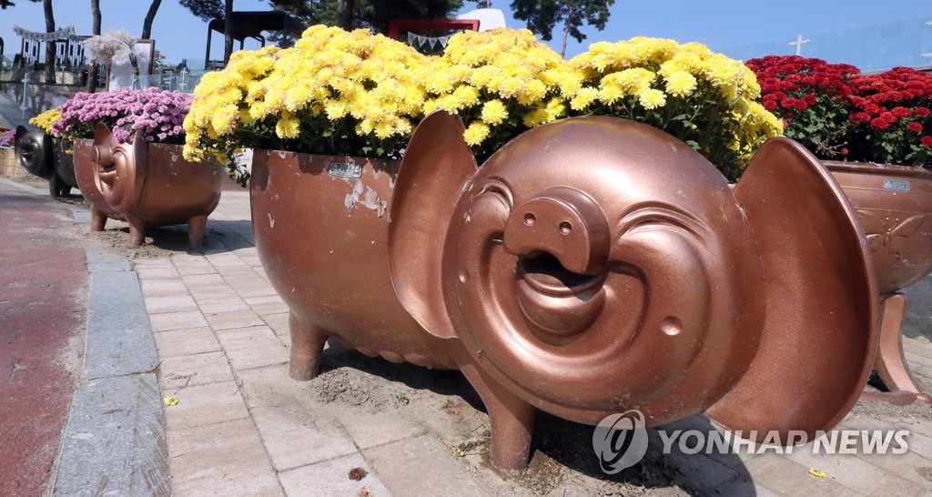 꽃을 품은 돼지