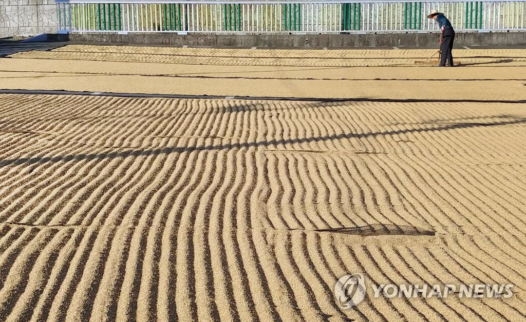 익어가는 밀양의 가을