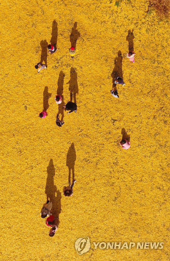 가을 양탄자 깔린 원주 반계리