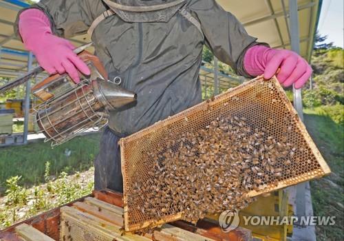 2년 연속 벌꿀 생산량 급감…양봉농가 비상