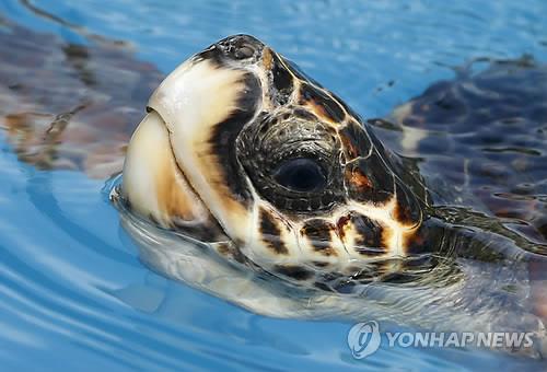 탄자니아서 거북 고기 먹고 섬주민 7명 사망