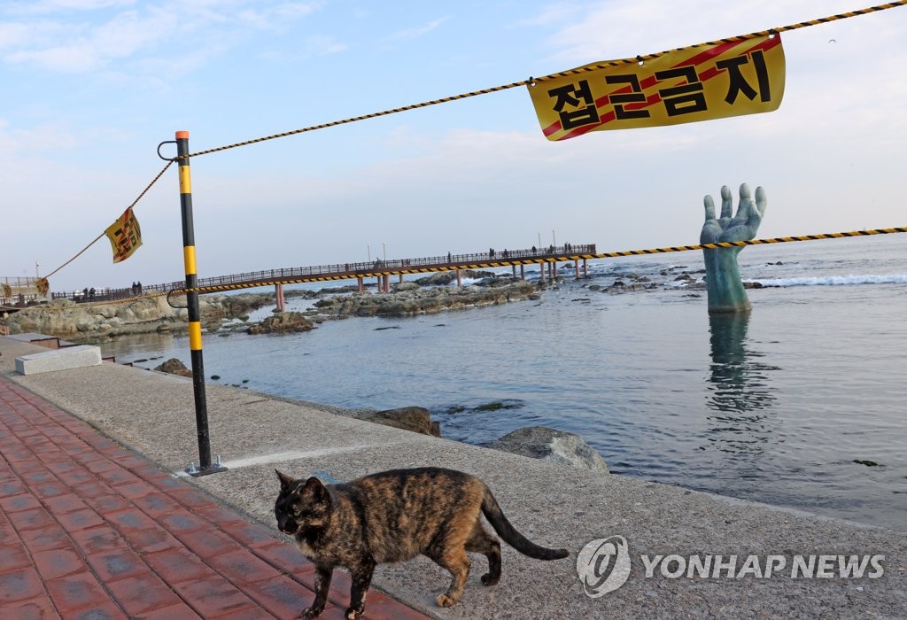 호랑이해 앞두고 어슬렁거리는 고양이
