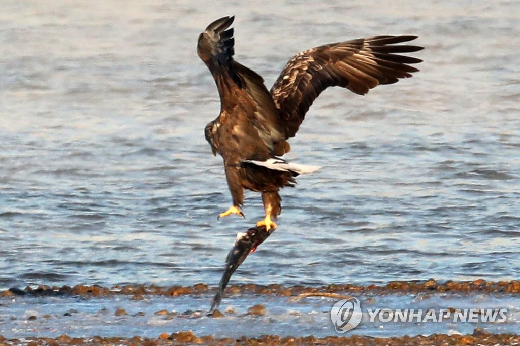포항 형산강에 나타난 천연기념물 흰꼬리수리