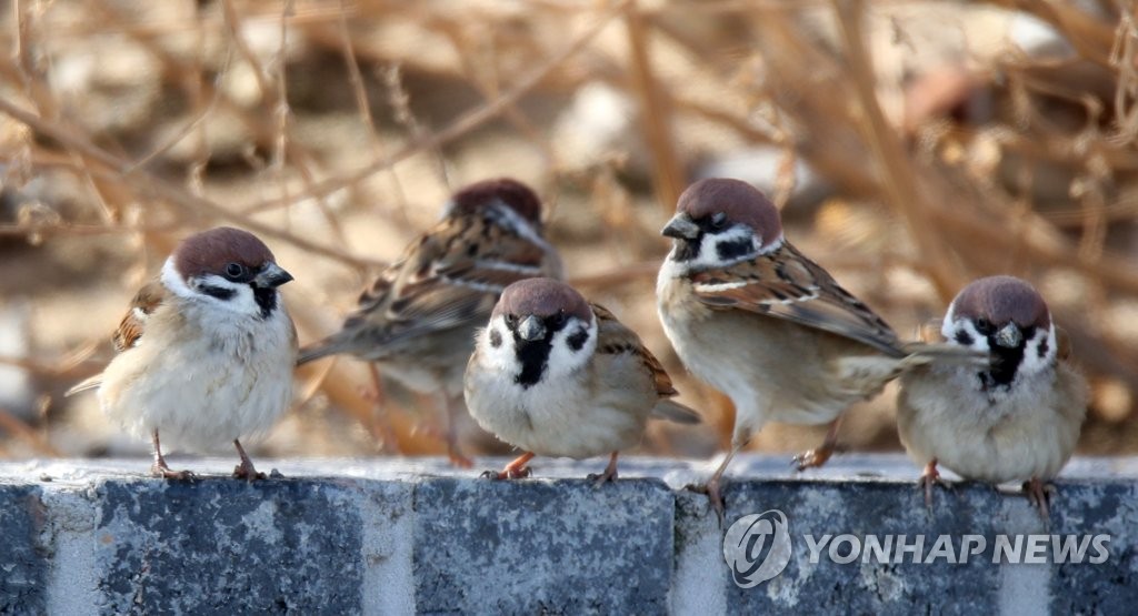 옹기종기 모여 앉은 참새들