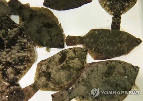 영세 어민들 울린 37억 활어 유통 사기…수산업계 관례 악용