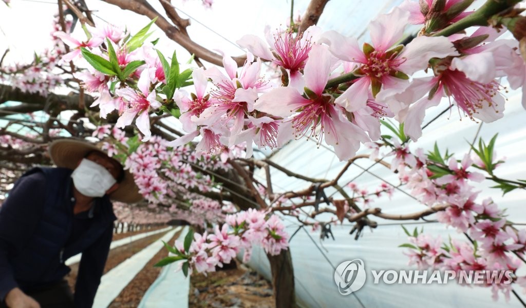 봄소식 전하는 복사꽃