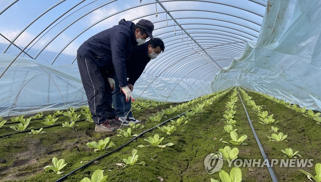 비닐하우스 안에서 쑥쑥 자라는 봄배추
