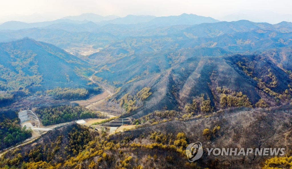 푸른 숲 어디로