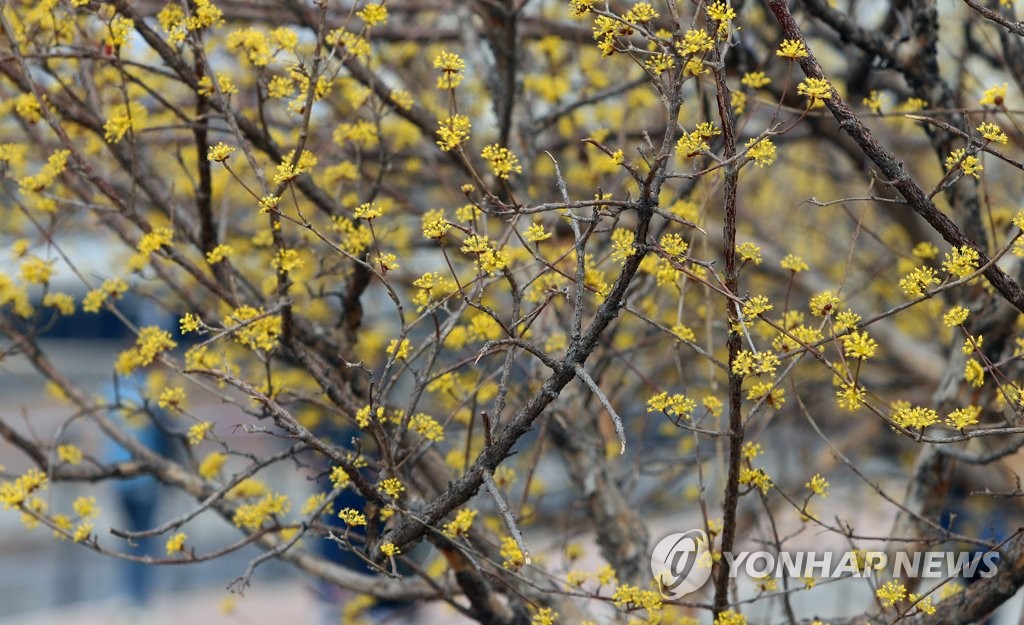 포근한 날씨에 산수유 꽃 만개