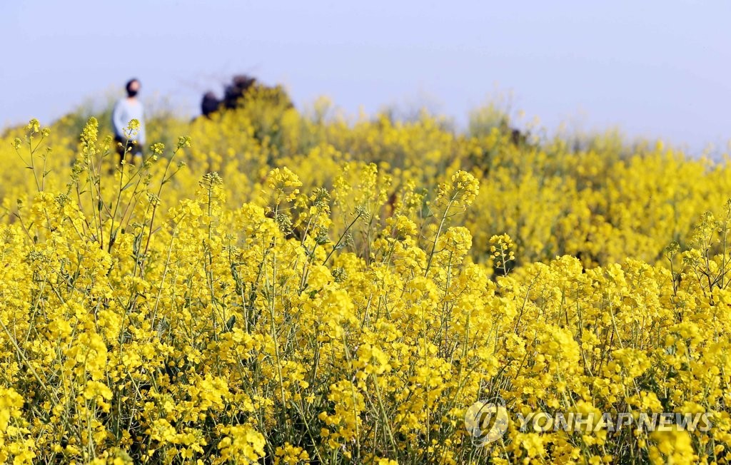 제주의 봄