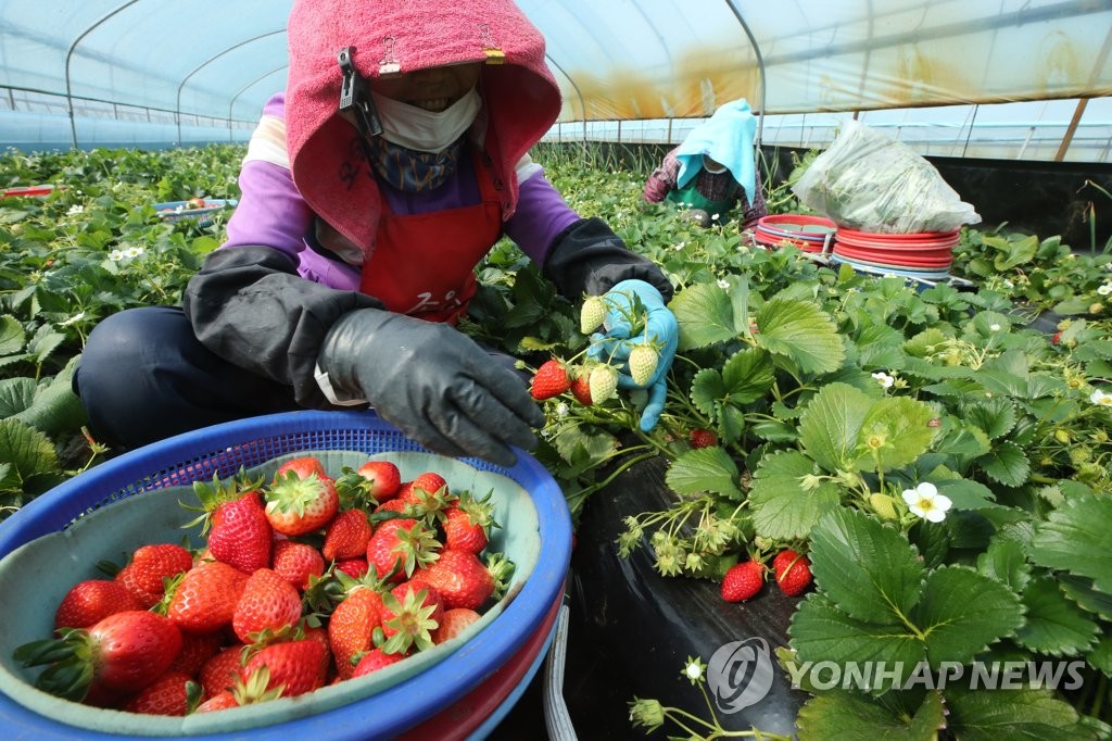 [통통 지역경제] 딸기 시배지 밀양…딸기 수출로 함박웃음