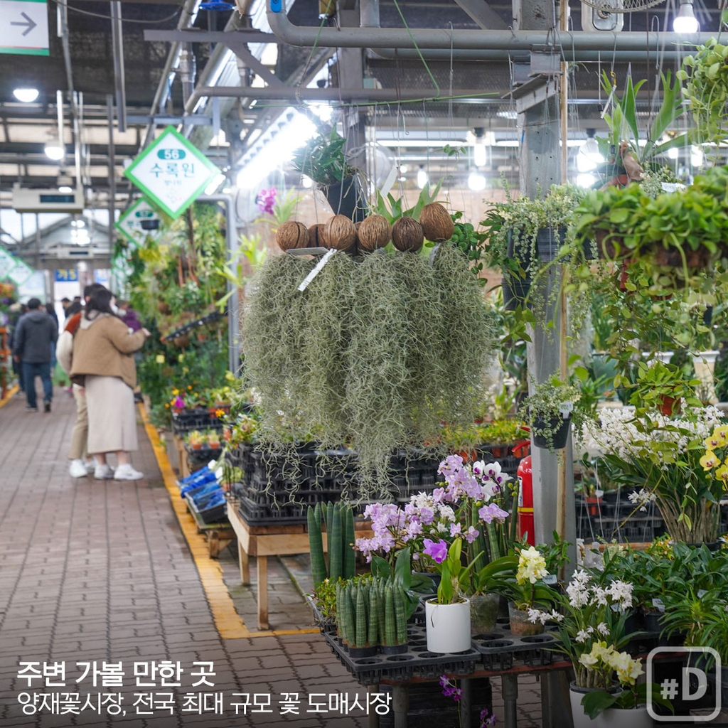 [여행honey] 꽃길 따라 봄날은 온다