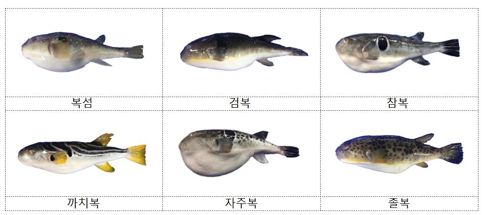 복어요리 먹고 의식불명…조리자격 있는 전문가만 취급해야