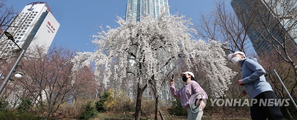 다시 돌아온 벚꽃길 산책