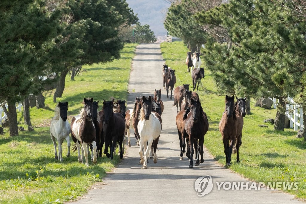 농촌진흥청 난지축산연구소 말 방목장