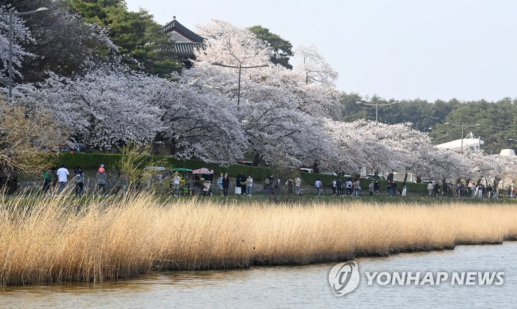 강풍으로 절정 이틀 만에 낙화한 강릉 경포 벚꽃…아쉬워요