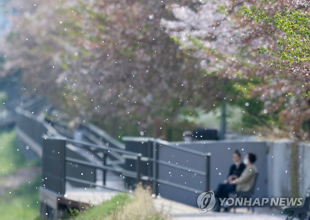 꽃비 내리는 4월의 어느 날