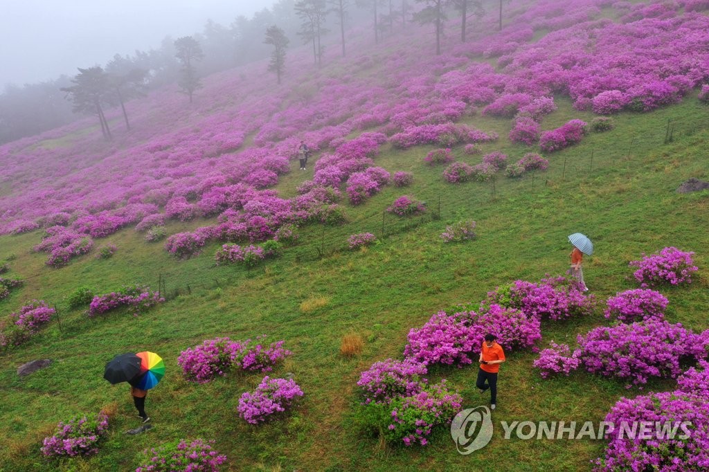 만개한 철쭉 동산