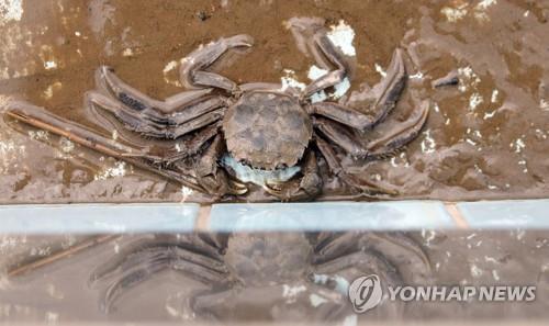 전북수산연구소, 만경강·금강에 참게 치어 10만 마리 방류