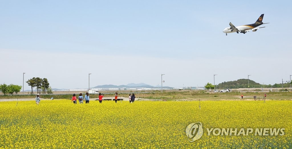 유채꽃밭 위로 지나는 비행기