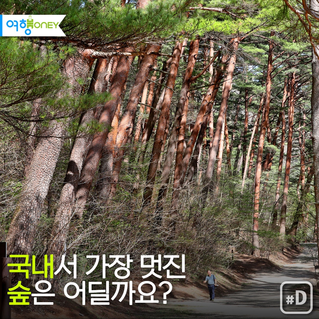 [여행honey] 국내서 가장 멋진 숲은 어딜까요?