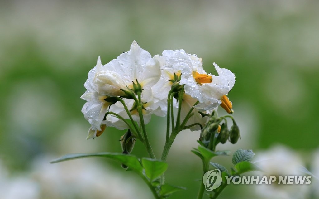 빗물 머금은 감자꽃