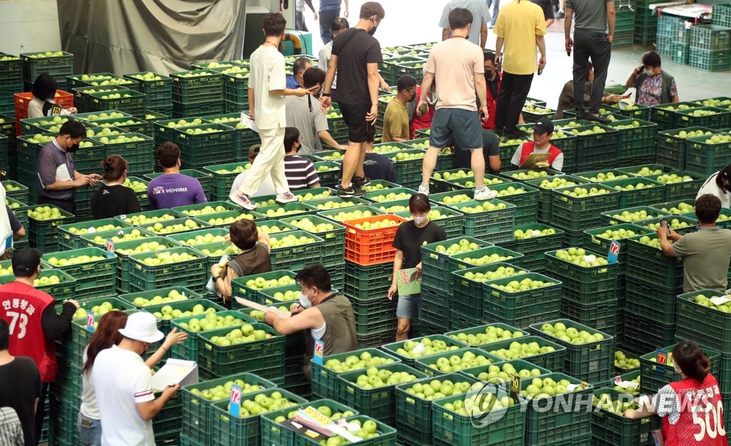 입추 사흘앞으로…햇사과 경매