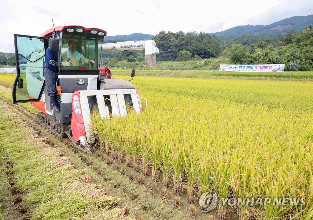 양구 햅쌀 추수 시작
