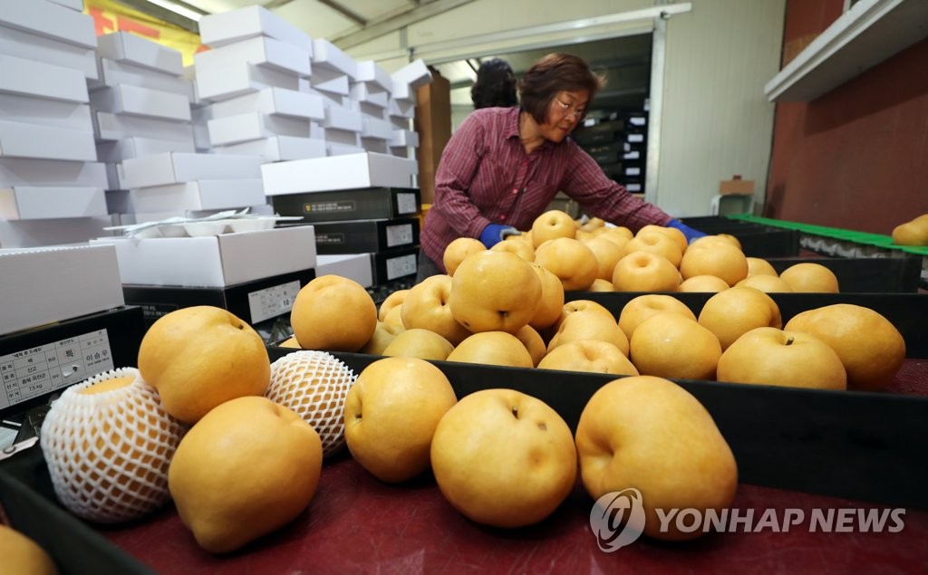 옥천에서 자란 달콤한 배