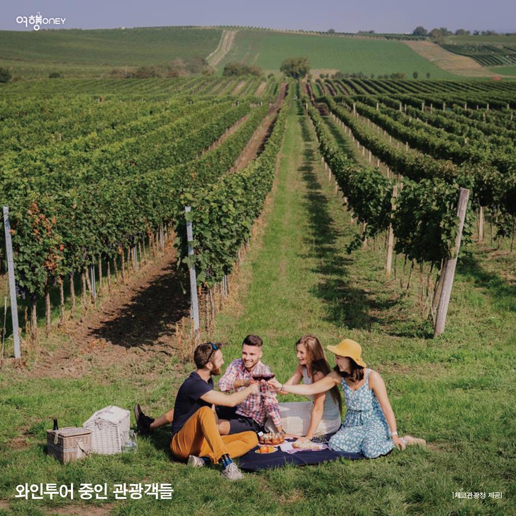 [여행honey] 포도가 주렁주렁…체코 모라비아 와인 투어