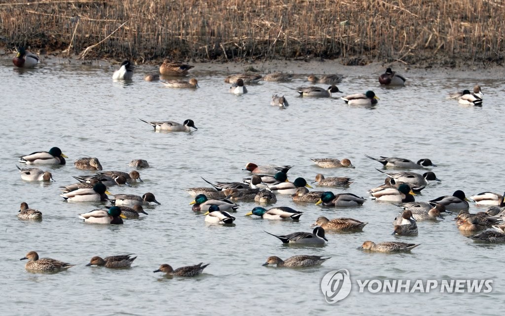 부산 을숙도에 겨울 철새 먹이용 보리밭 2만㎡ 조성