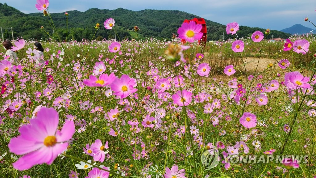 가을 꽃밭