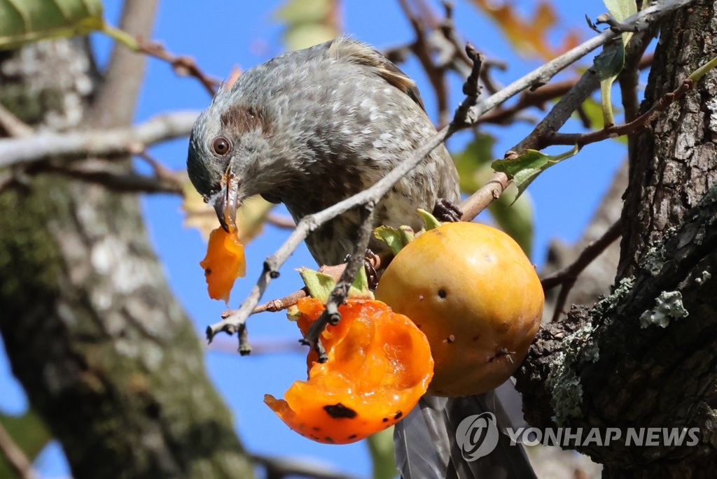 감 따 먹는 직박구리