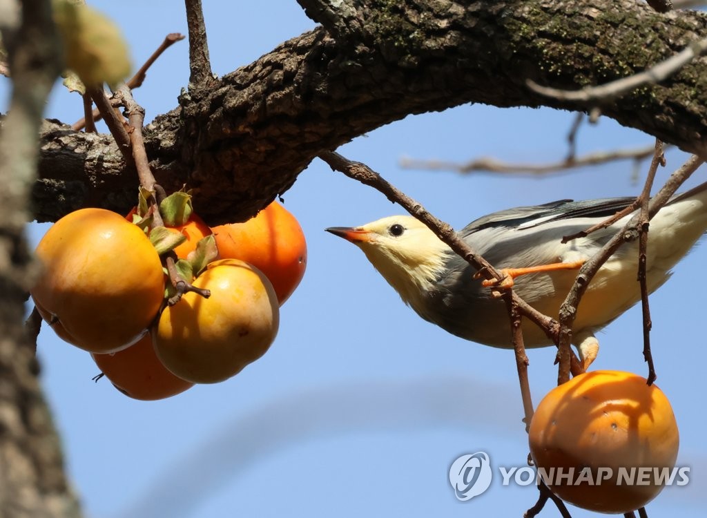 먹을 게 풍성한 가을