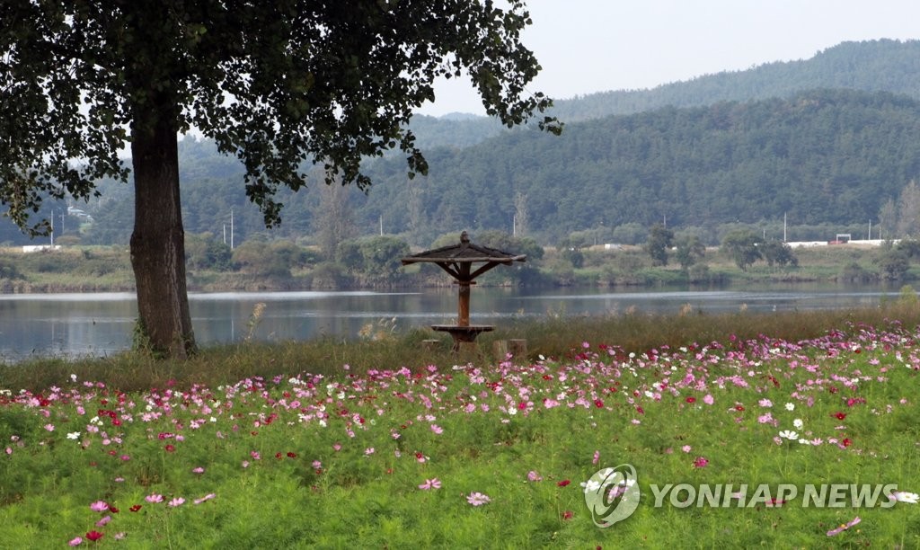 부여 백마강에 코스모스 활짝
