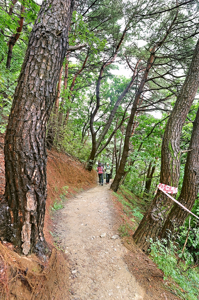 [걷고 싶은 길] 잣나무 숲을 지나 솔바람 속으로