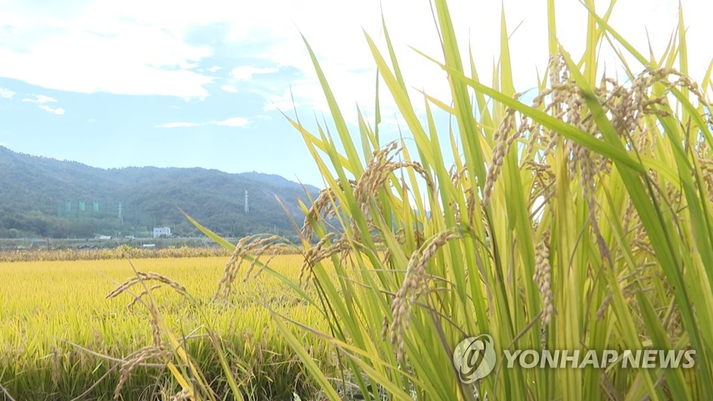 고개 숙인 벼