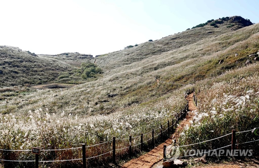 창녕 화왕산 억새 물결