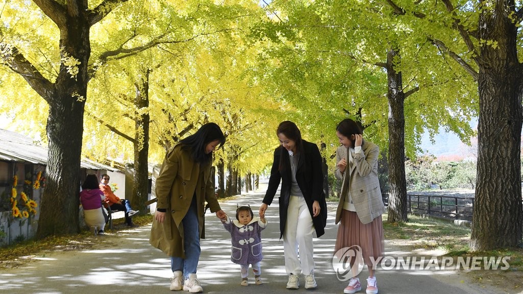은행나무길 거닐며