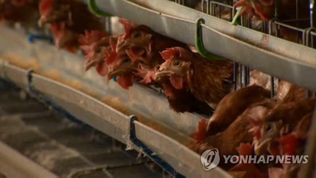 논산 양계장 화재로 전소…닭 1만8천마리 폐사