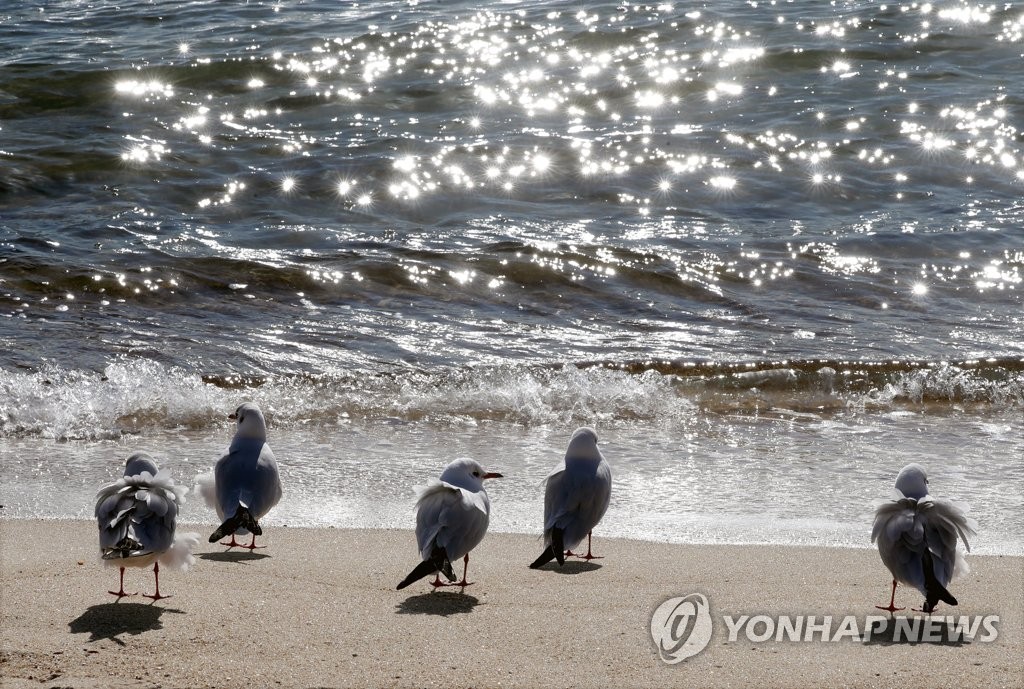 부산 갈매기들의 추위 피하는 법