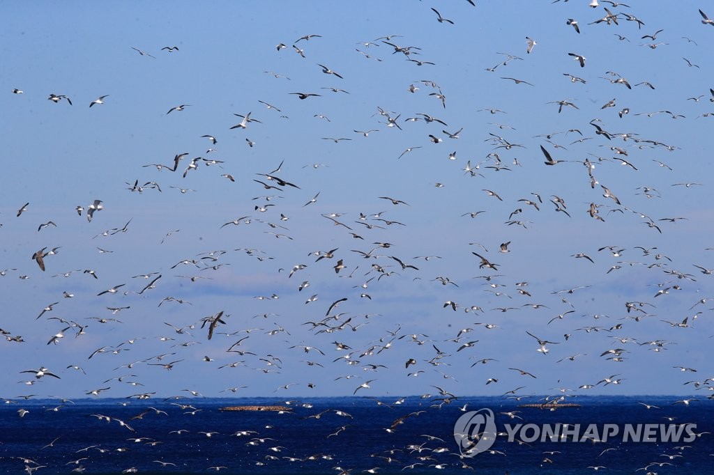 갈매기들의 화려한 군무