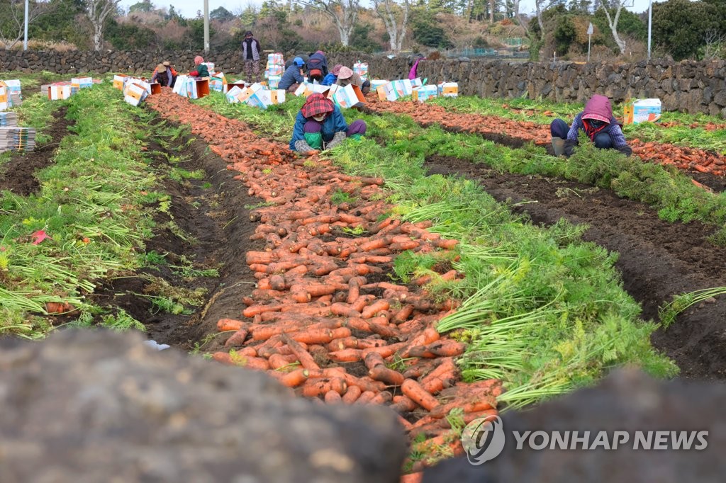 제주 농업노동 인력 30％ 외국인…1개월 미만 단기 대다수